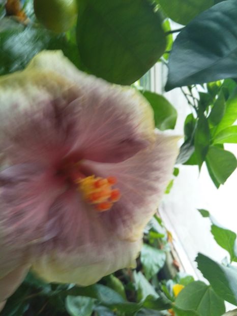  - Semințe de hibiscus