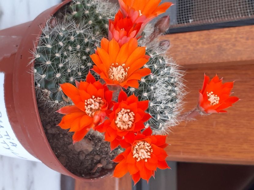  - Cactuși
