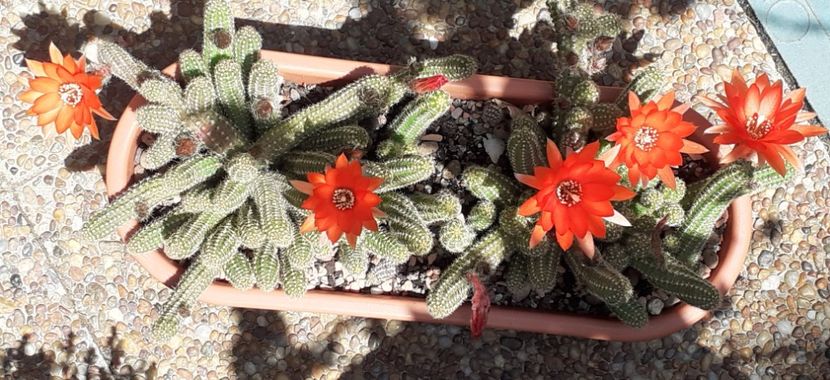  - Cactuși