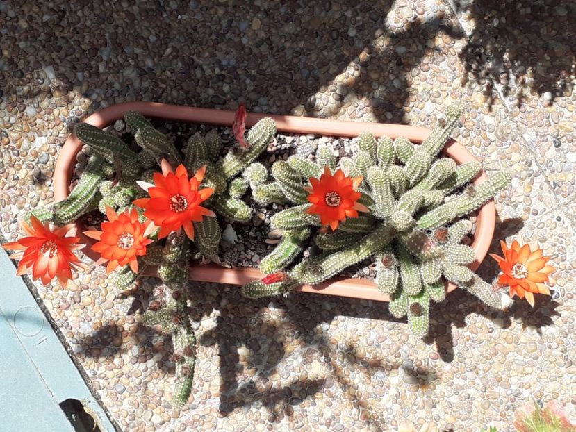 - Cactuși