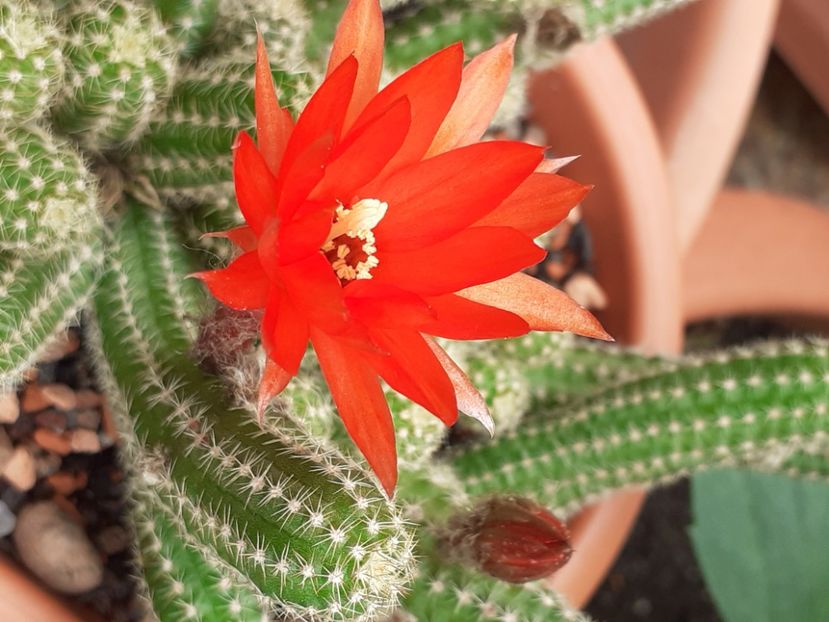  - Cactuși