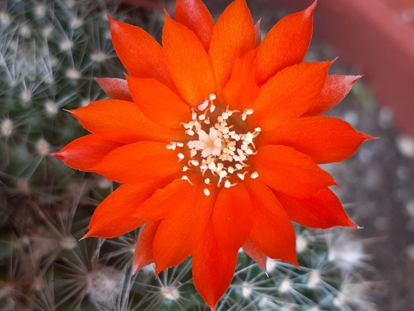  - Cactuși