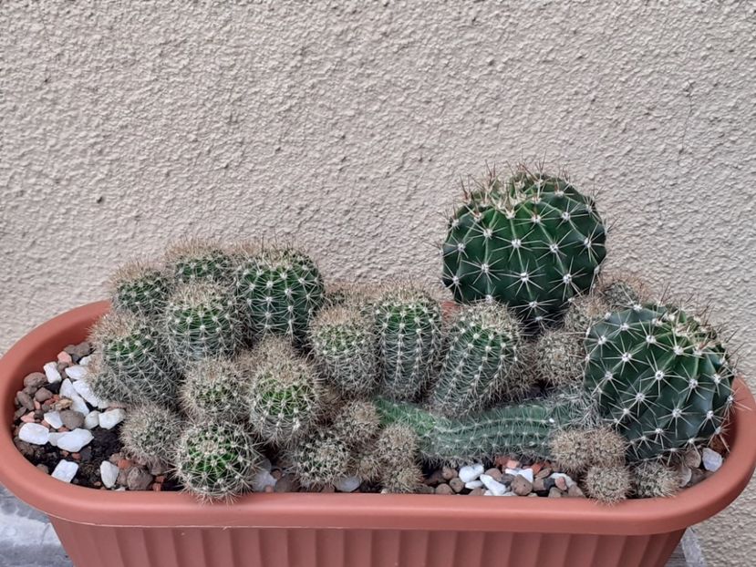  - Cactuși