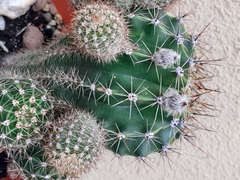  - Cactuși
