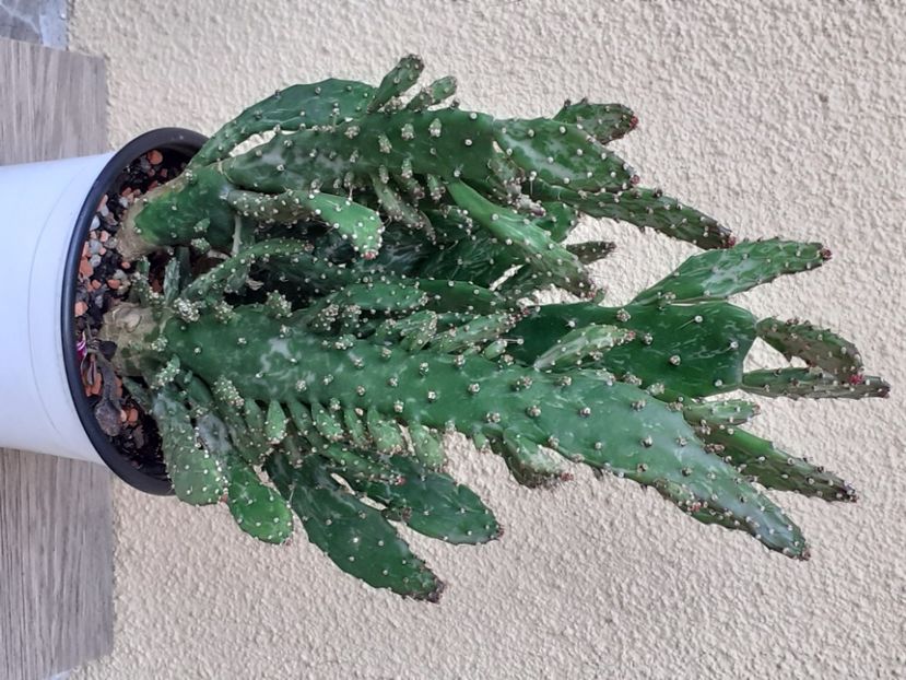  - Cactuși
