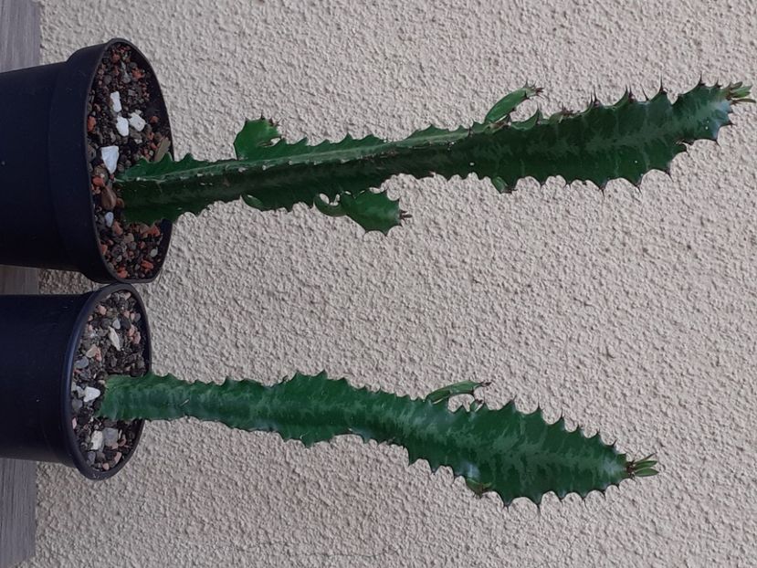  - Cactuși