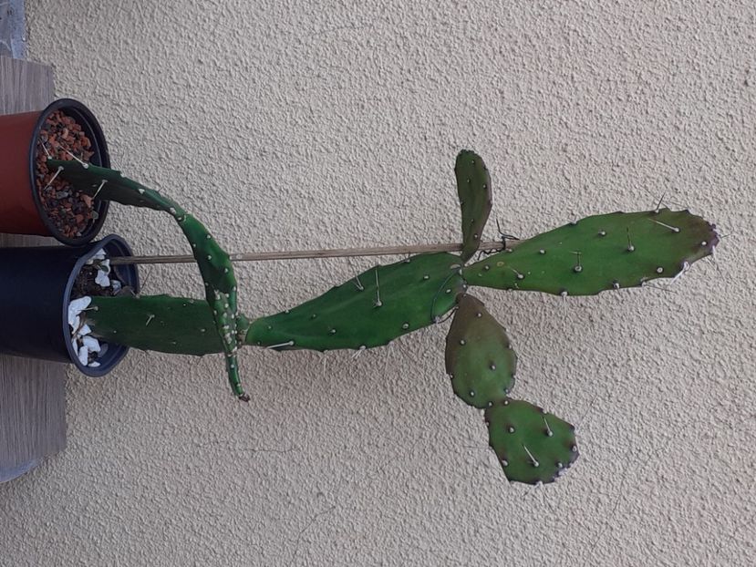  - Cactuși