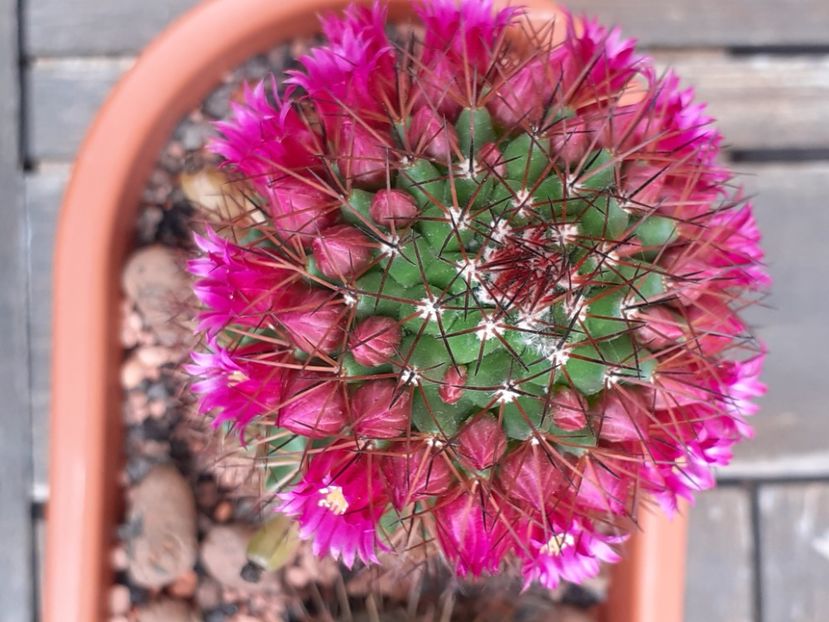  - Cactuși