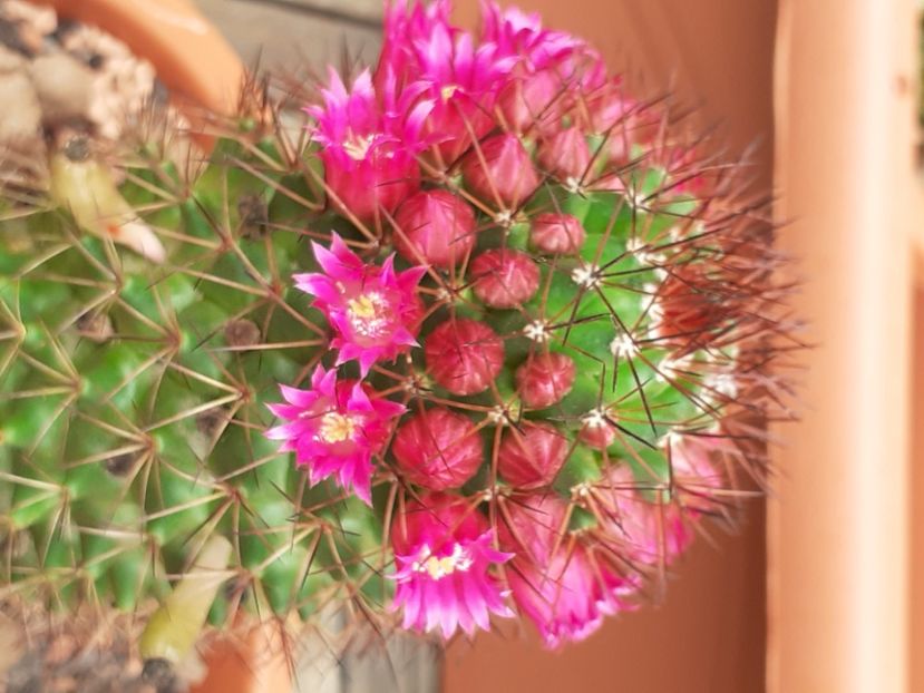  - Cactuși