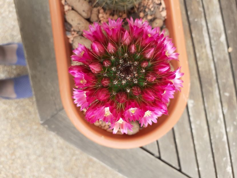  - Cactuși