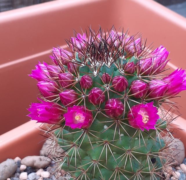 - Cactuși