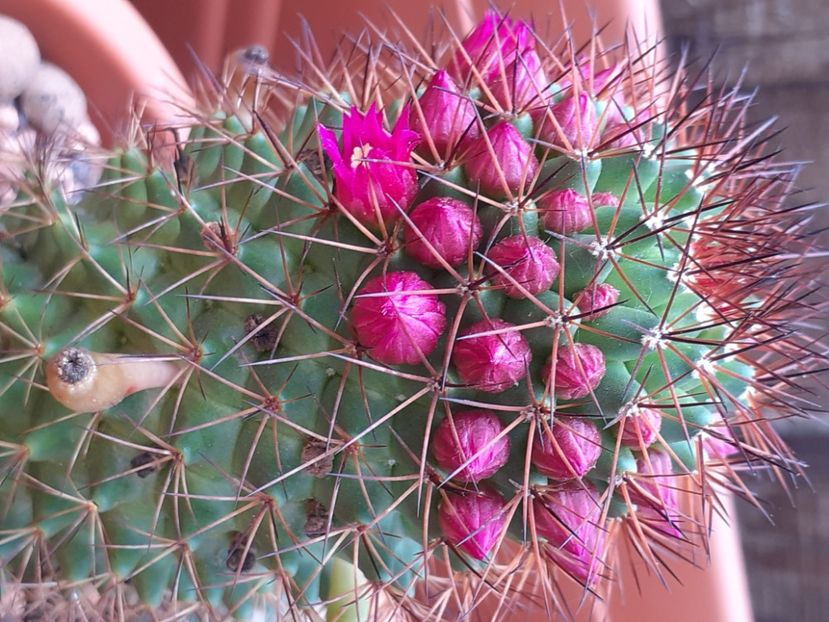  - Cactuși