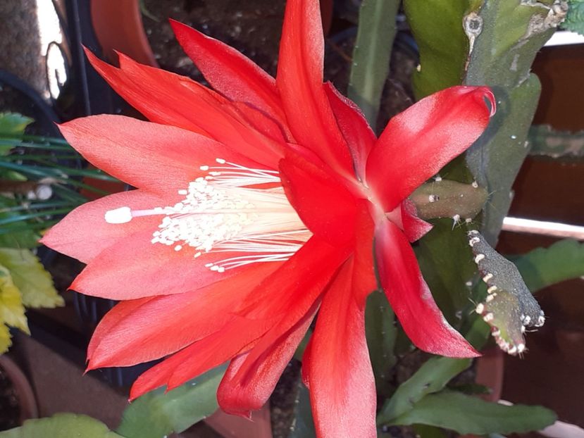  - Cactuși