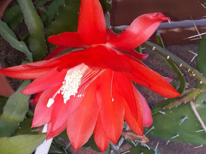  - Cactuși