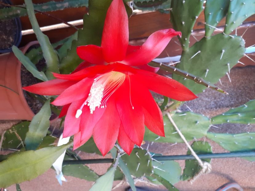  - Cactuși