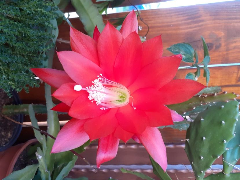  - Cactuși