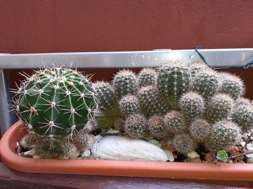  - Cactuși