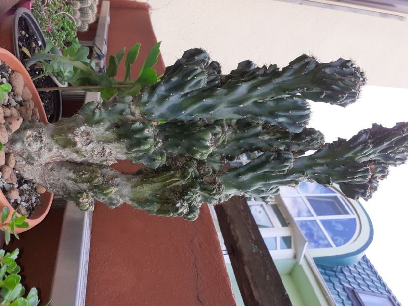  - Cactuși