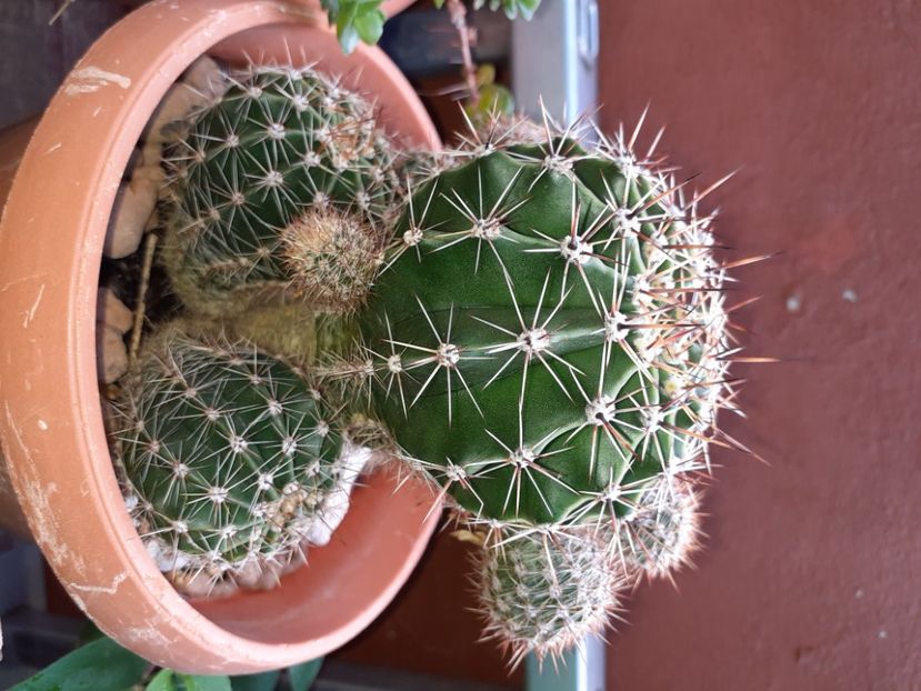  - Cactuși