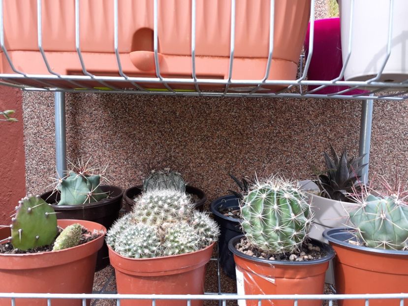  - Cactuși