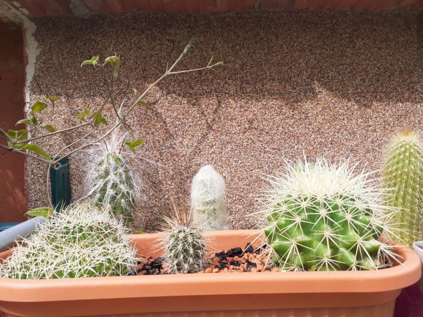  - Cactuși