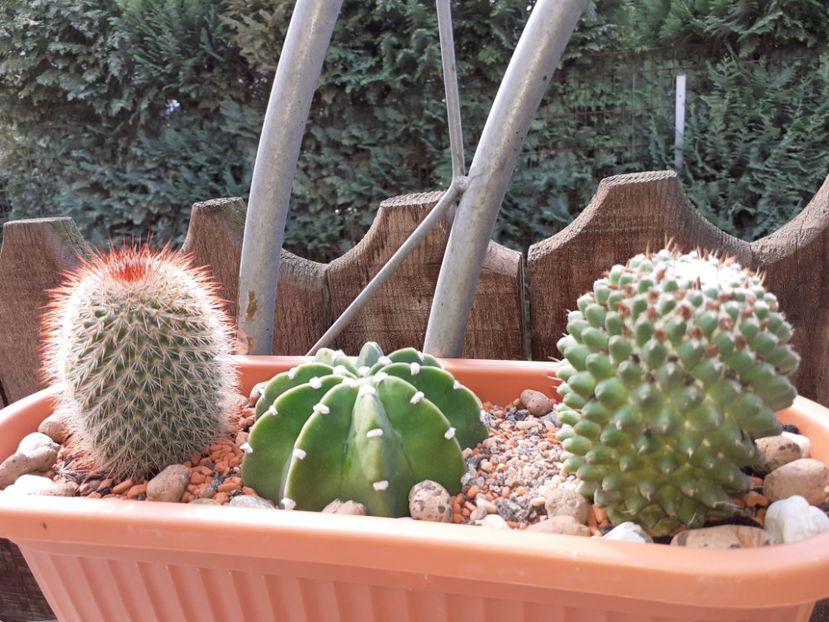  - Cactuși