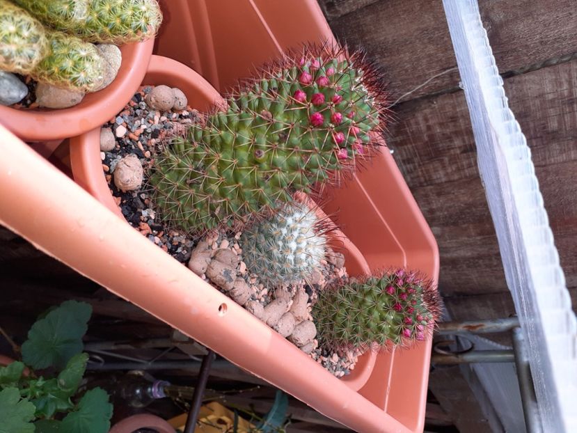  - Cactuși