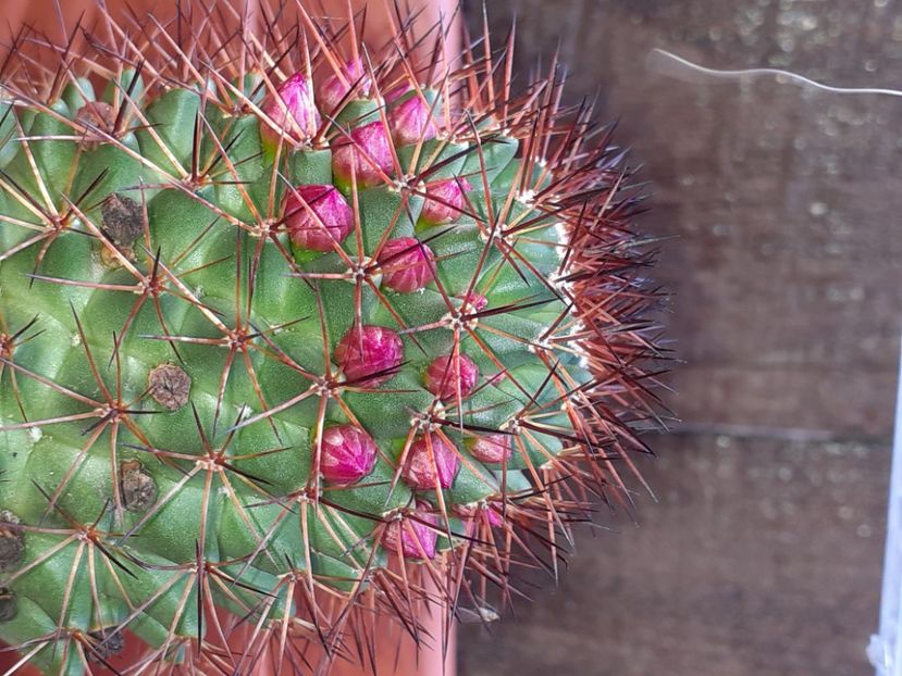  - Cactuși
