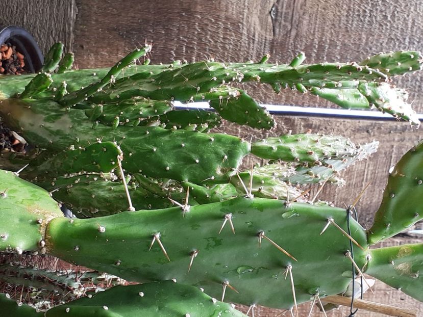  - Cactuși