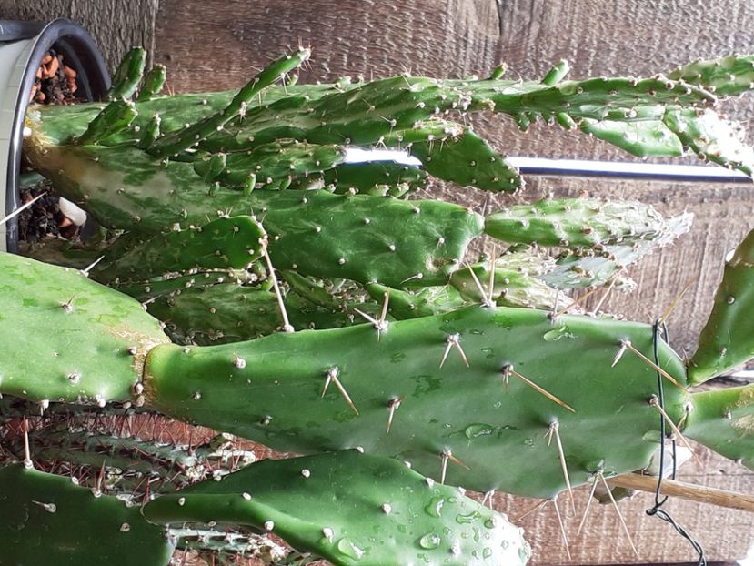  - Cactuși