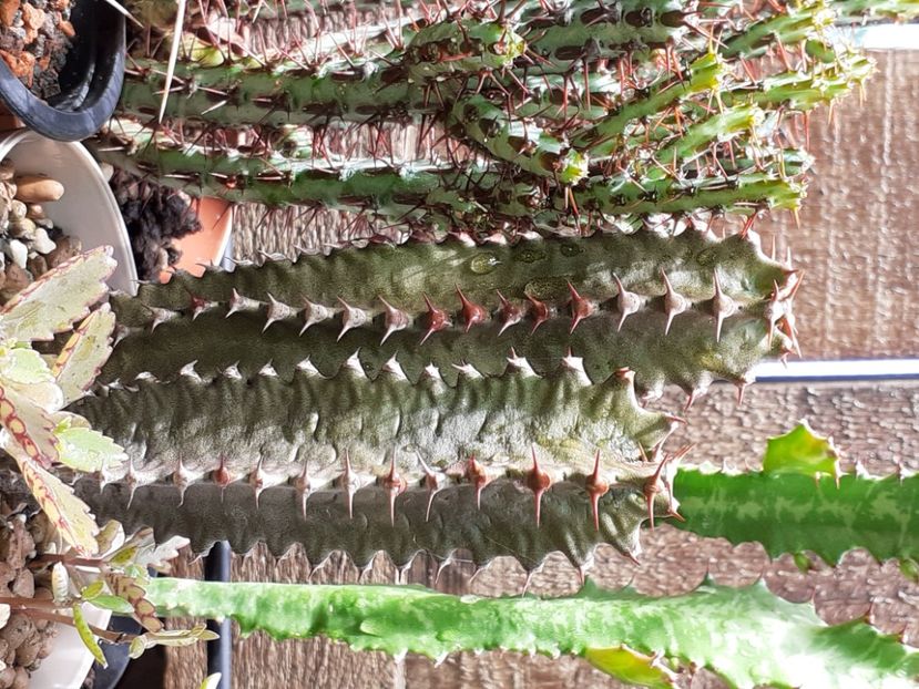  - Cactuși