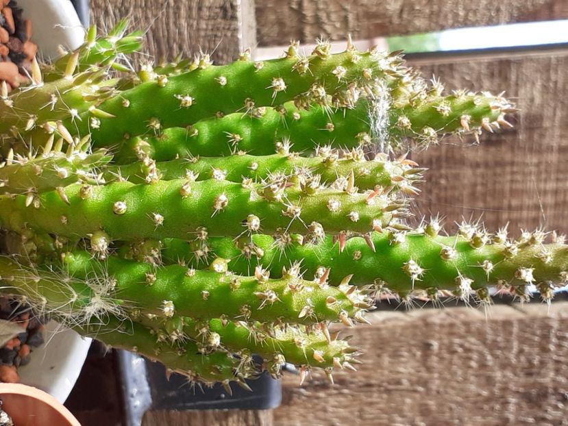  - Cactuși