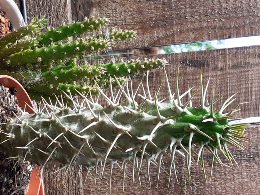  - Cactuși