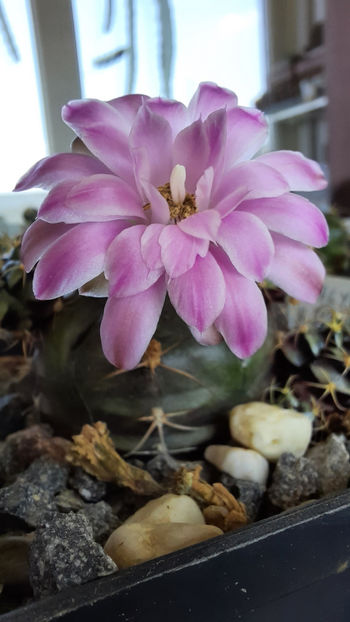 18.07.2020 - Gymnocalycium damsii ssp evae