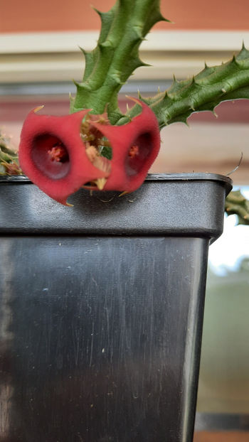 18.07.2020 - Huernia schneideriana