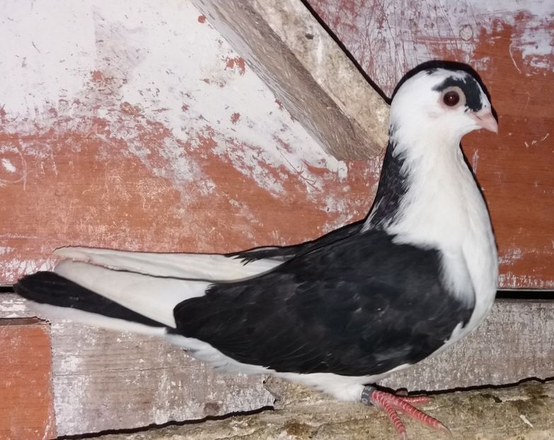 8527  femelă  2020 - Plecați ALBUM 3