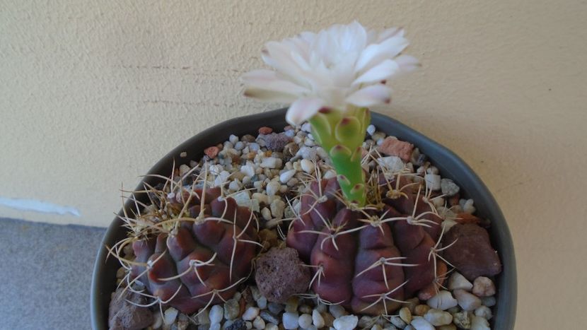Gymnocalycium asterium v. minimum, 2 ex. - Cactusi 2020 Gymnocalycium