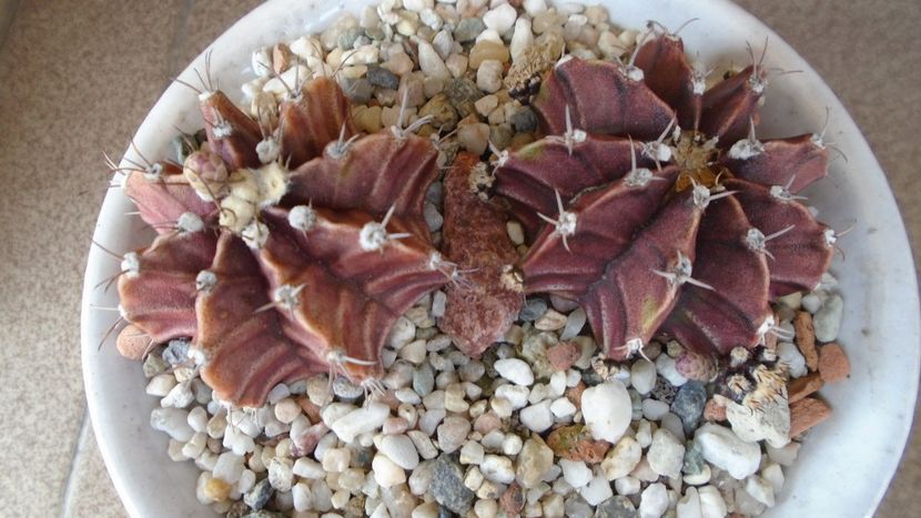 Gymnocalycium friedrichii, lastari cu boboci - Cactusi 2020 Gymnocalycium