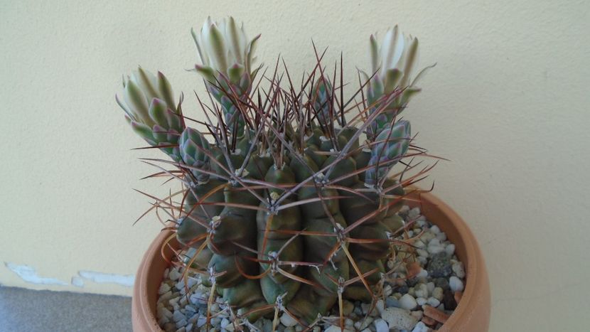 Gymnocalycium schickendantzii - Cactusi 2020 Gymnocalycium