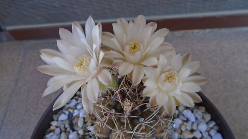 Gymnocalycium damsii v. tucavocense, 2 ex. - Cactusi 2020 Gymnocalycium