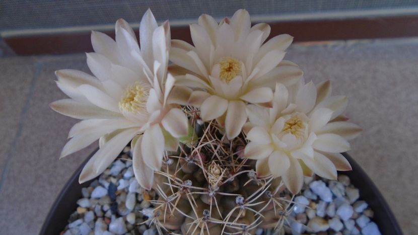 Gymnocalycium damsii v. tucavocense, 2 ex. - Cactusi 2020 Gymnocalycium