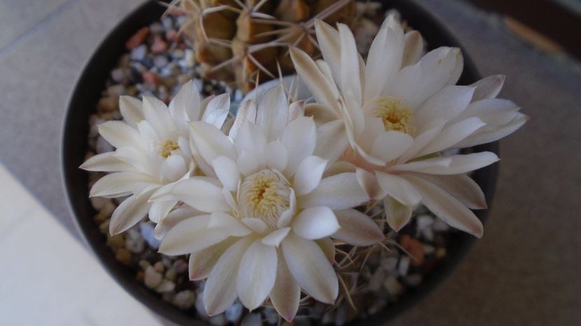 Gymnocalycium damsii v. tucavocense, 2 ex. - Cactusi 2020 Gymnocalycium