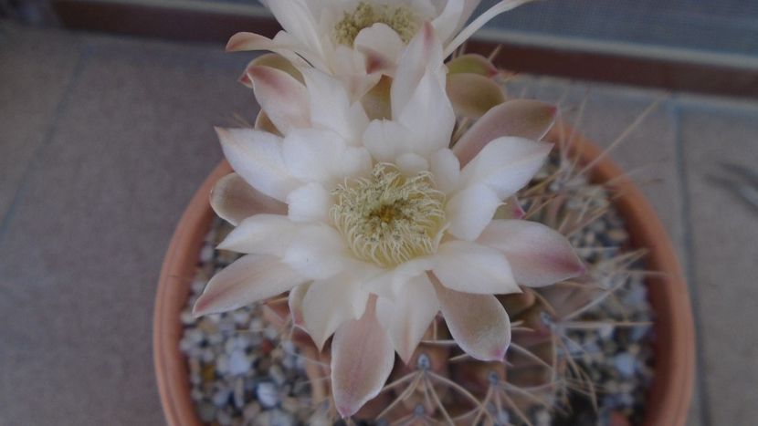 Gymnocalycium mihanovichii - Cactusi 2020 Gymnocalycium