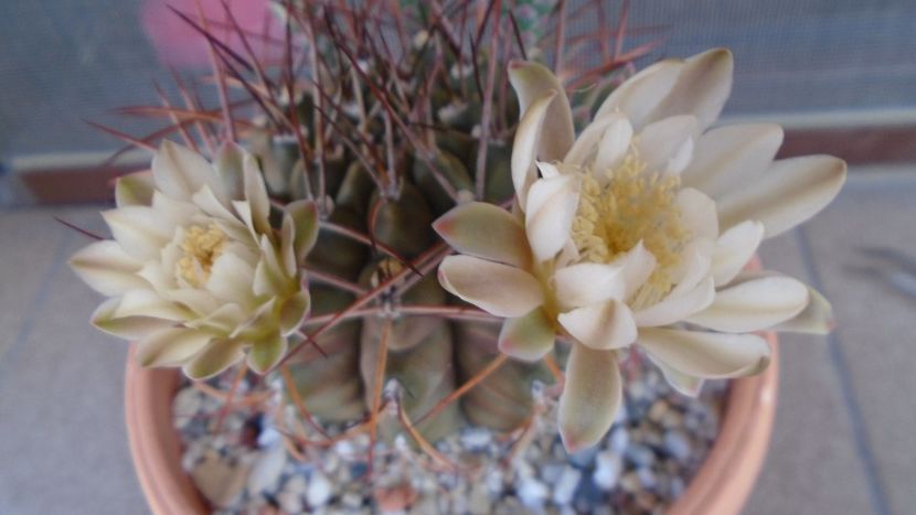 Gymnocalycium schickendantzii - Cactusi 2020 Gymnocalycium