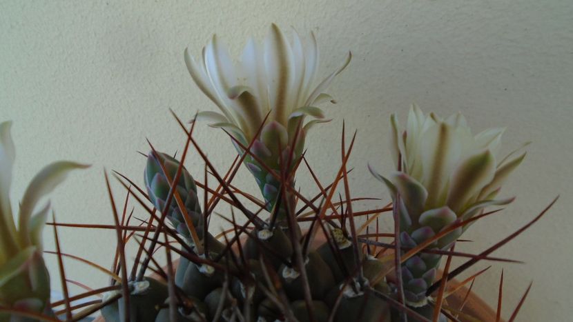 Gymnocalycium schickendantzii - Cactusi 2020 Gymnocalycium