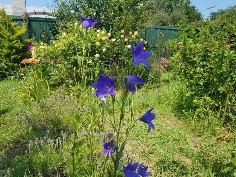  - 2020 Vara_Idilic Garden