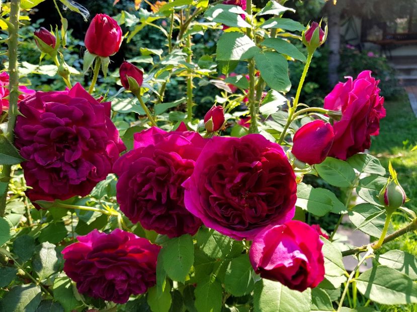  - 2020 Vara_Idilic Garden