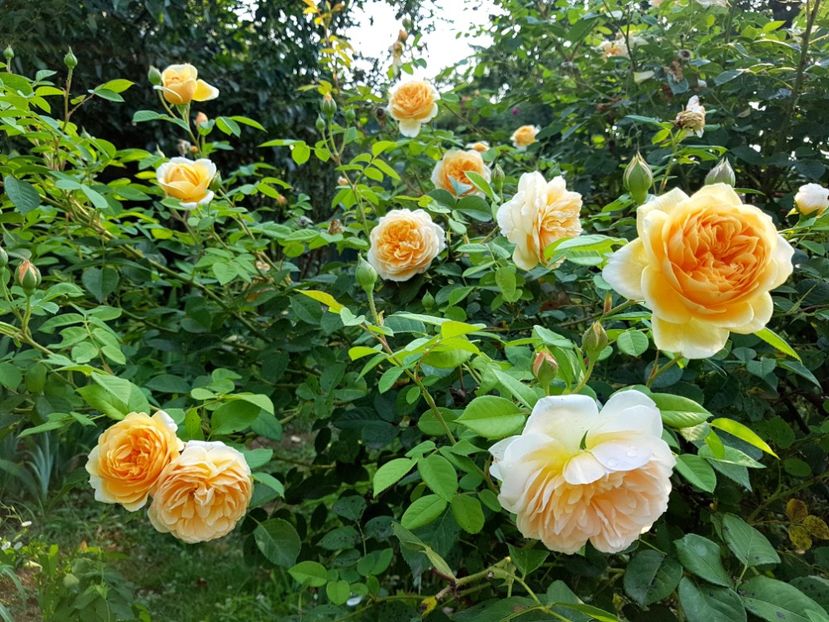  - 2020 Vara_Idilic Garden