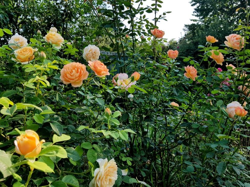  - 2020 Vara_Idilic Garden