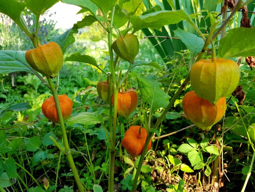 - 2020 Vara_Idilic Garden